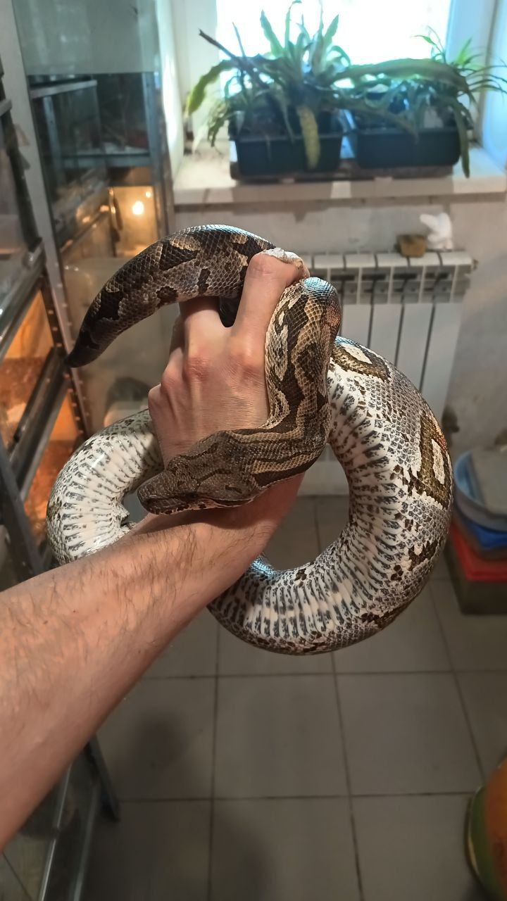 Мадагаскарський удав Acrantophis dumerili