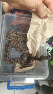 Мадагаскарський удав Acrantophis dumerili
