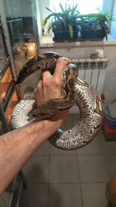 Мадагаскарський удав Acrantophis dumerili