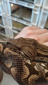 Мадагаскарський удав Acrantophis dumerili