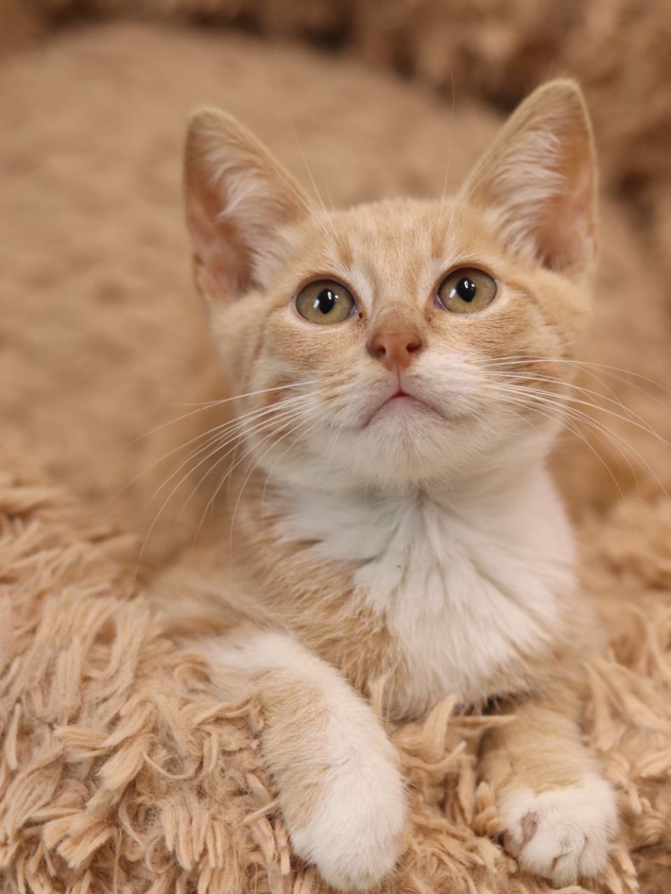 Кошеня