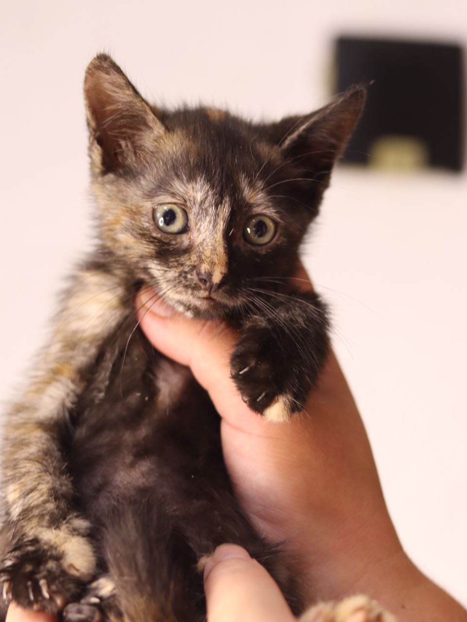 Кошеня