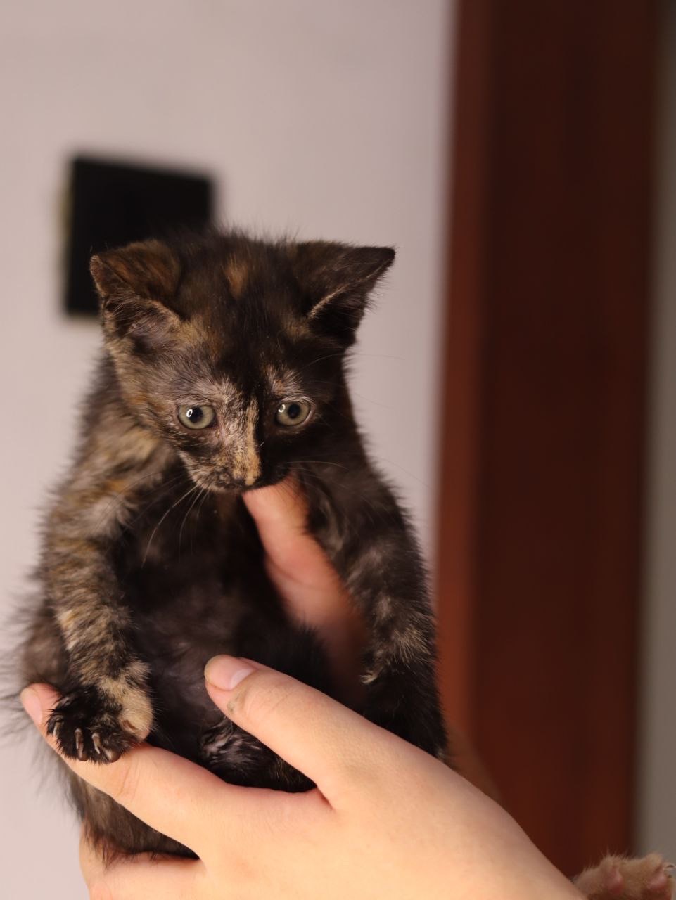Кошеня