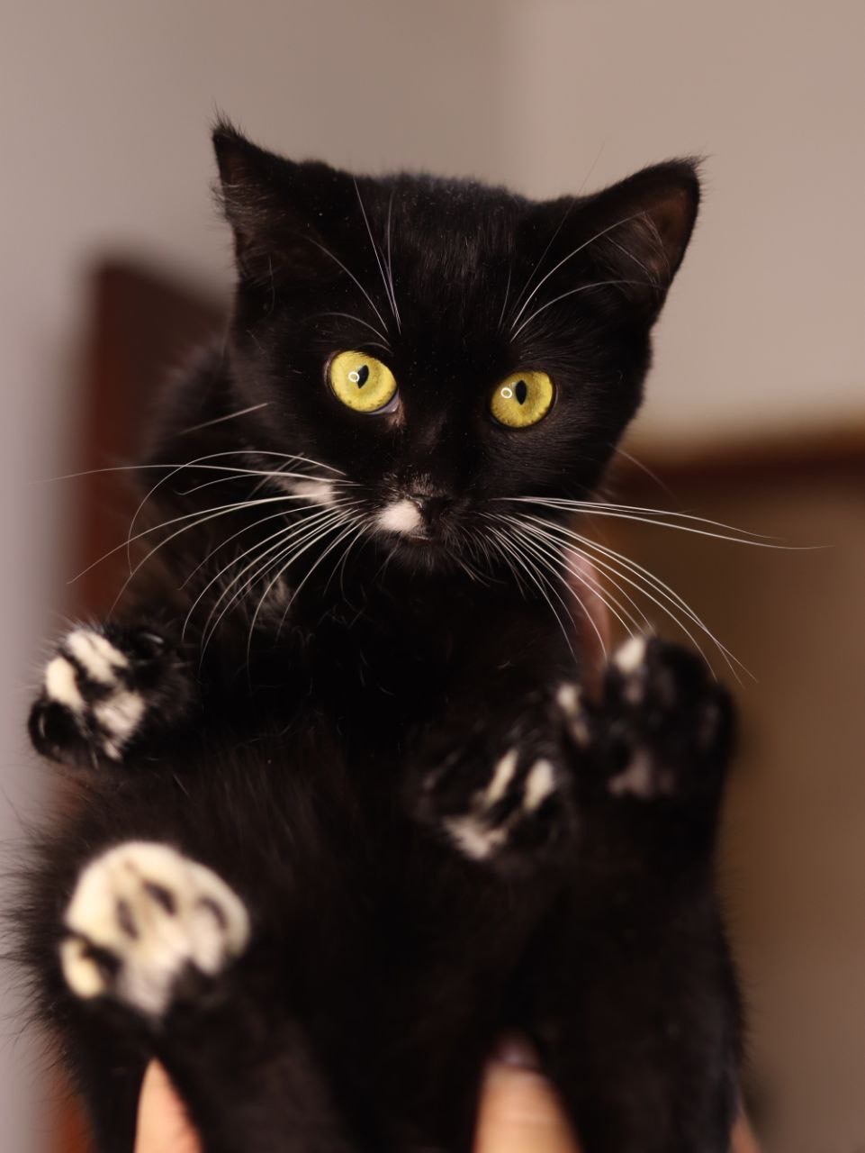 Кошеня