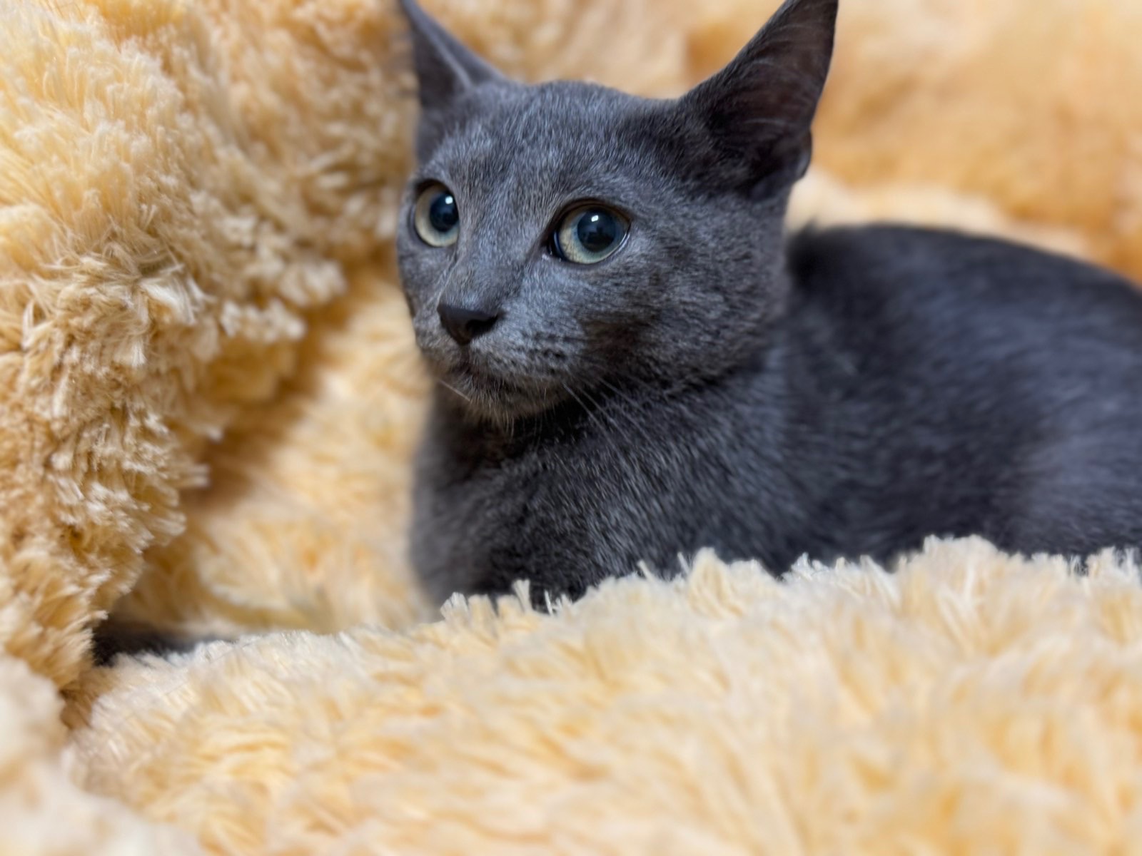 Кошеня