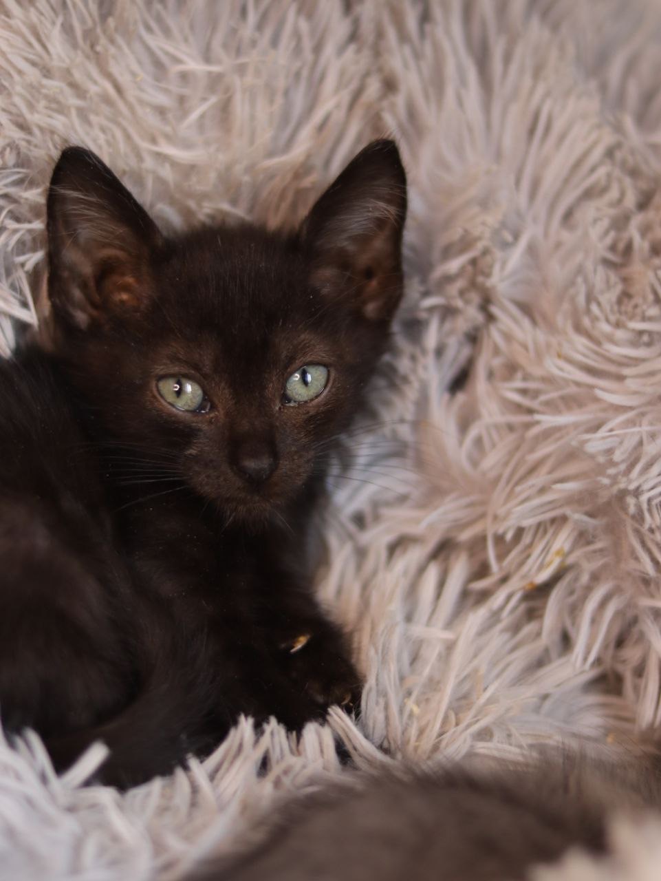 Кошеня