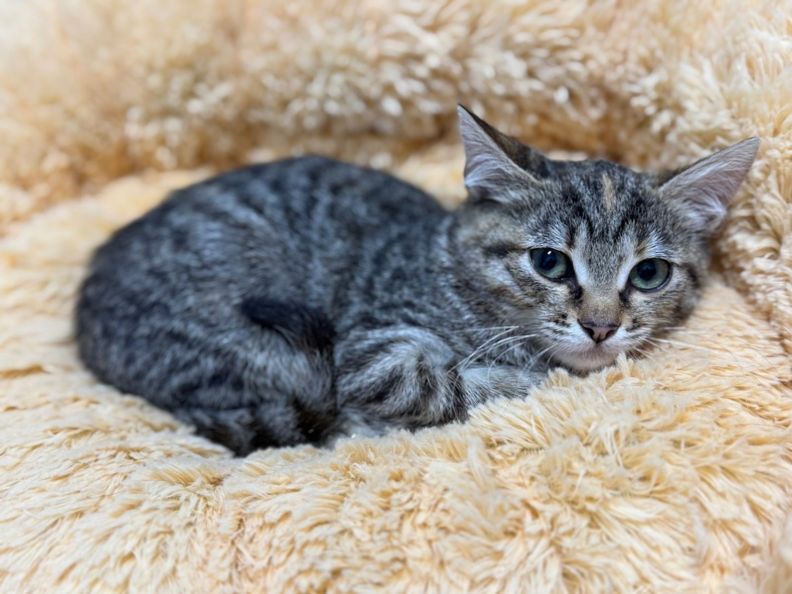 Кошеня