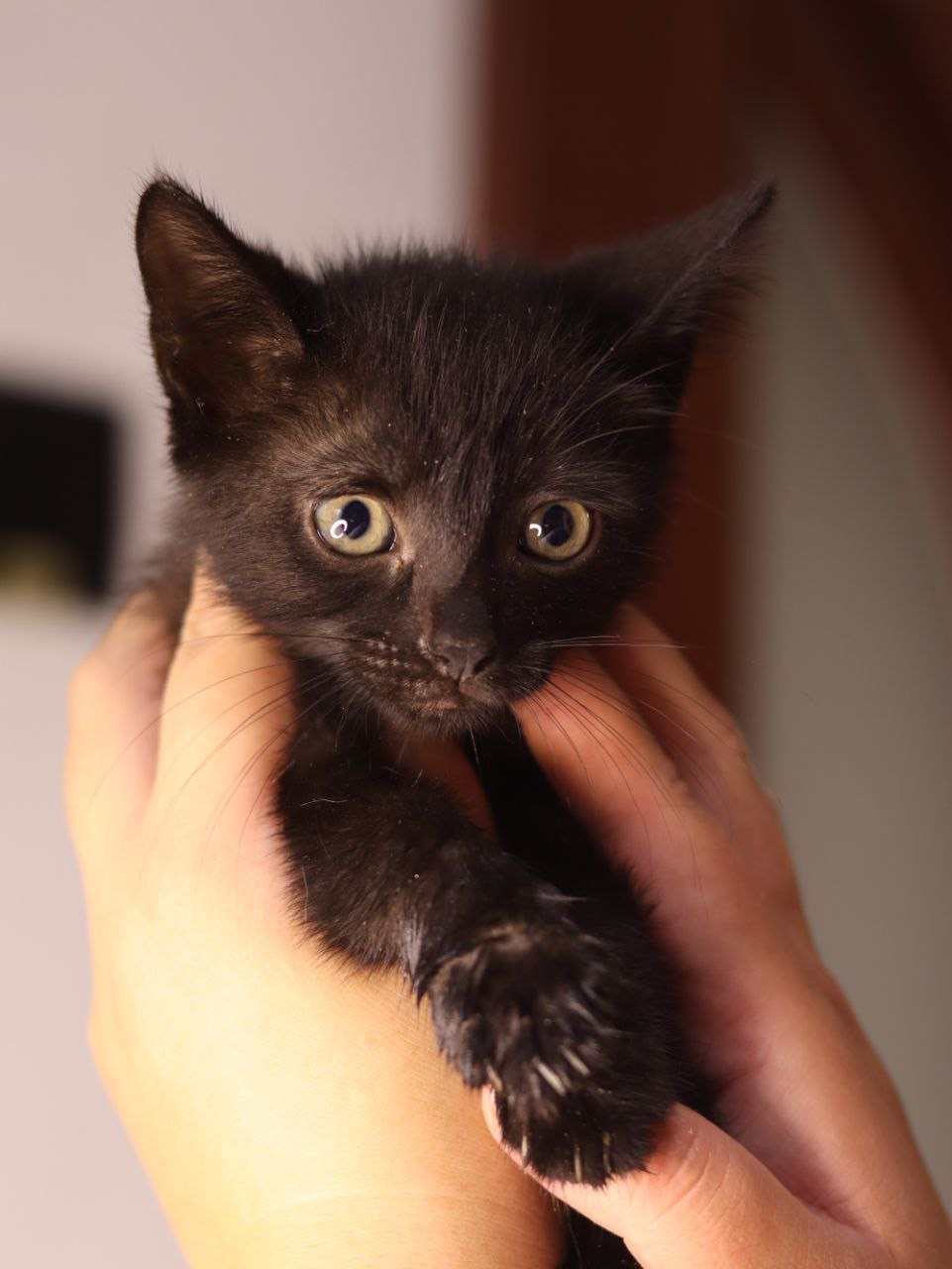 Кошеня