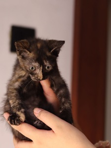 Кошеня