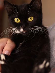Кошеня