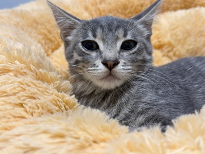 Кошеня