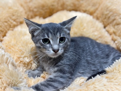 Кошеня