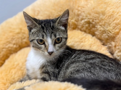 Кошеня
