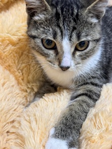 Кошеня