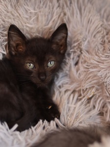 Кошеня