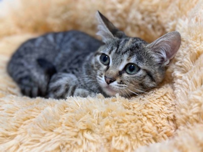 Кошеня