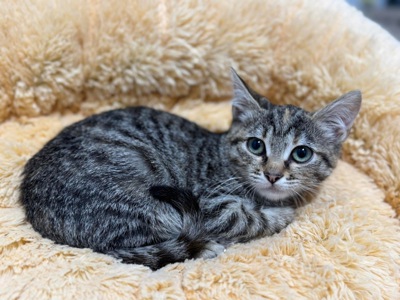 Кошеня