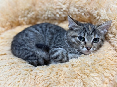 Кошеня