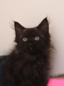 Кошеня