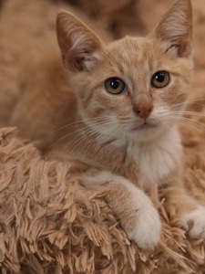 Кошеня