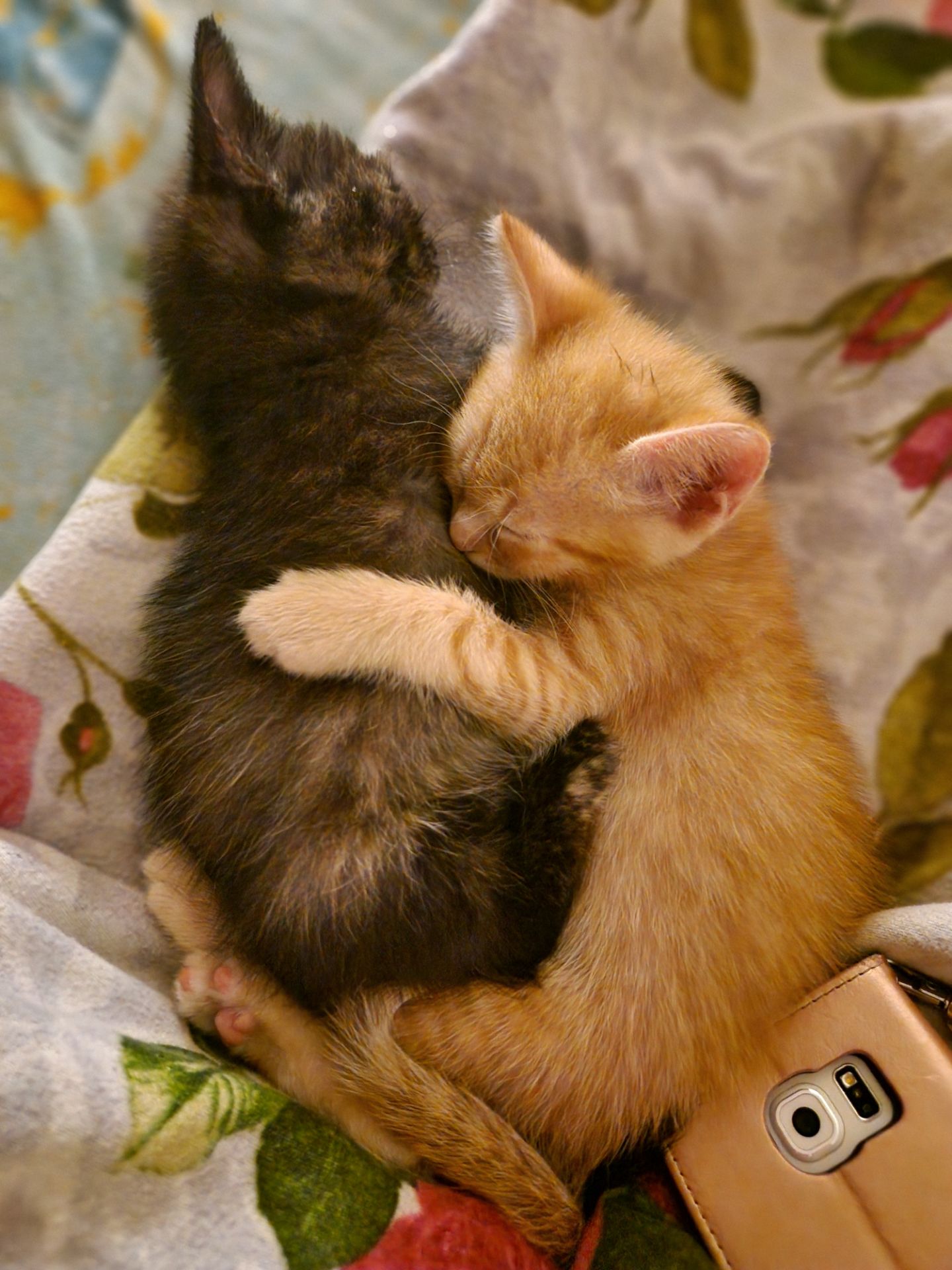 Кошеня на щастя