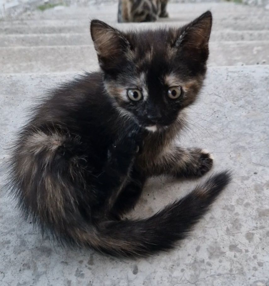 Кошеня на щастя