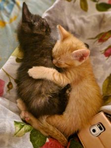Кошеня на щастя