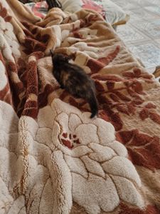 Кошеня на щастя