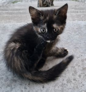 Кошеня на щастя