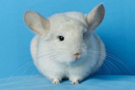 Дівчинка шиншила білий фіолет