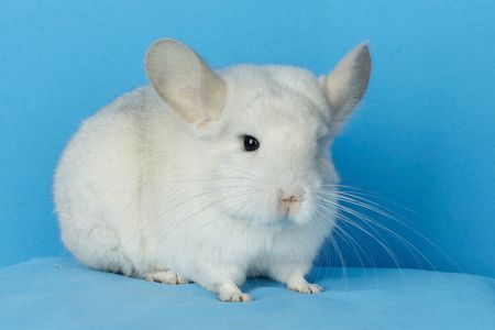 Дівчинка шиншила білий фіолет