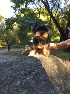 Цуценята йоркширского тер'єра