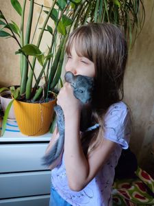 Шиншила