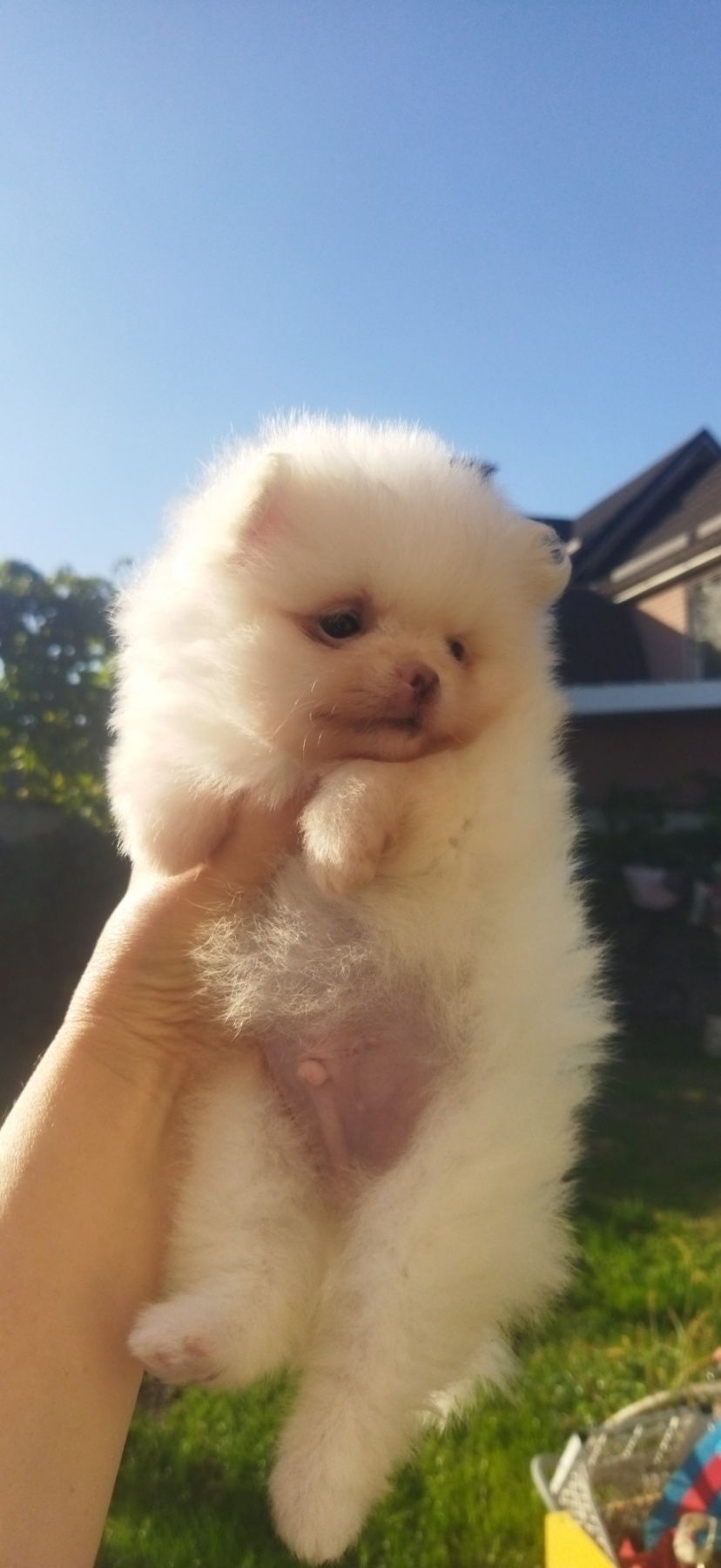 Померашки КСУ мини белого окраса