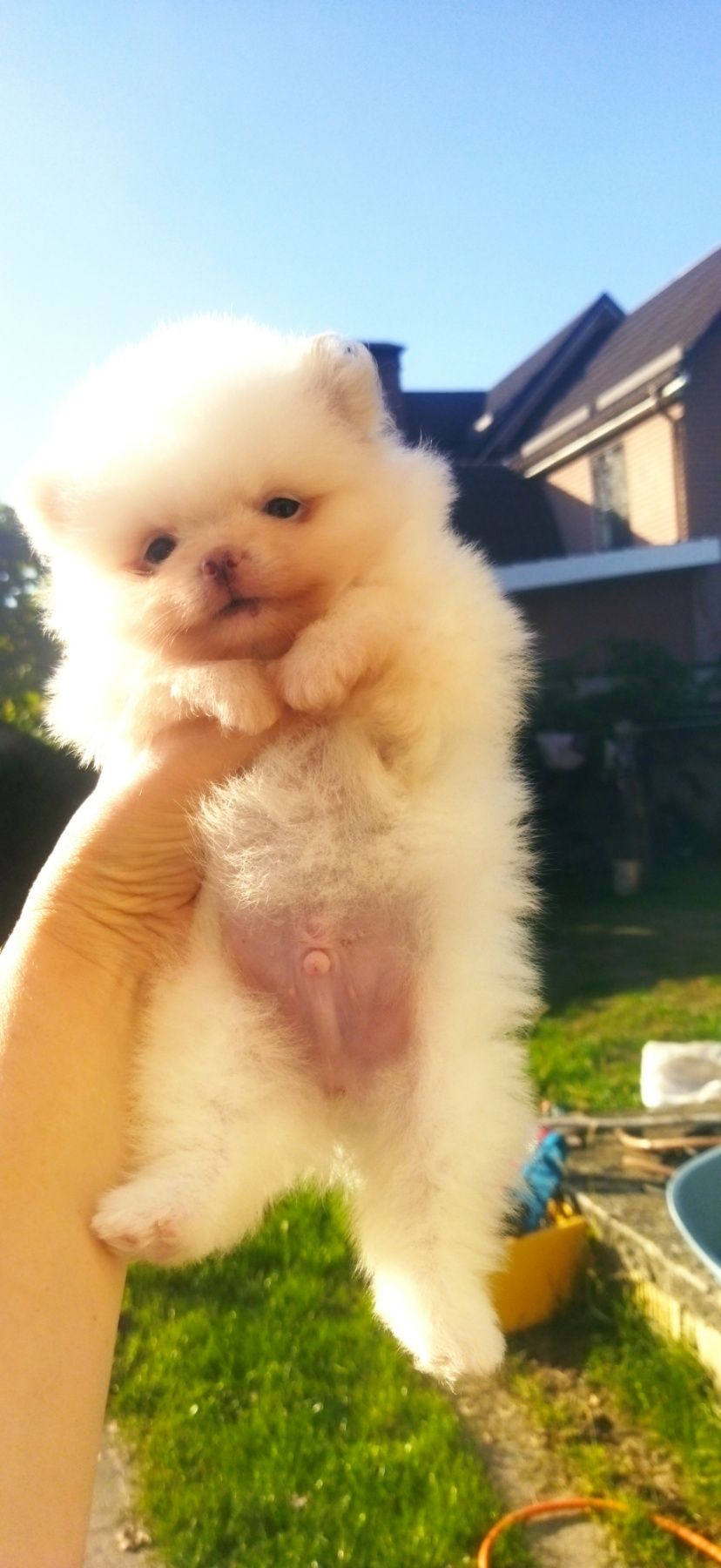 Померашки КСУ мини белого окраса