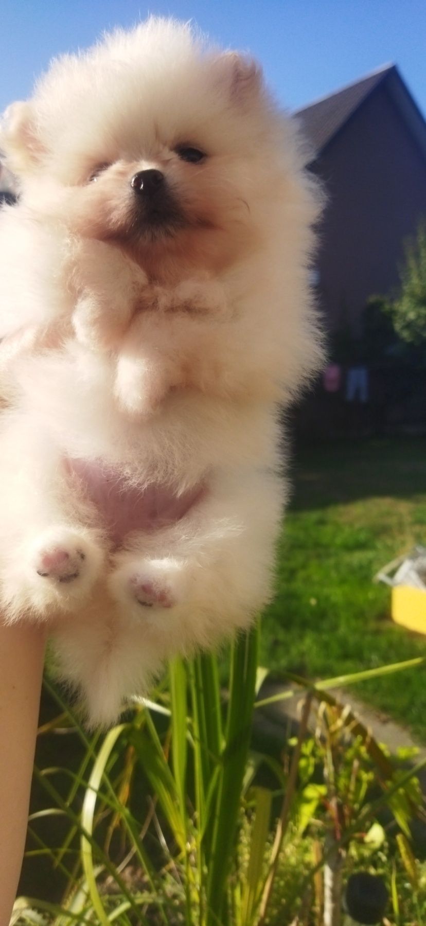 Померашки КСУ мини белого окраса