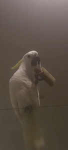 Какаду