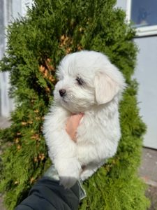 Міні мальтійська болонка хлопчик