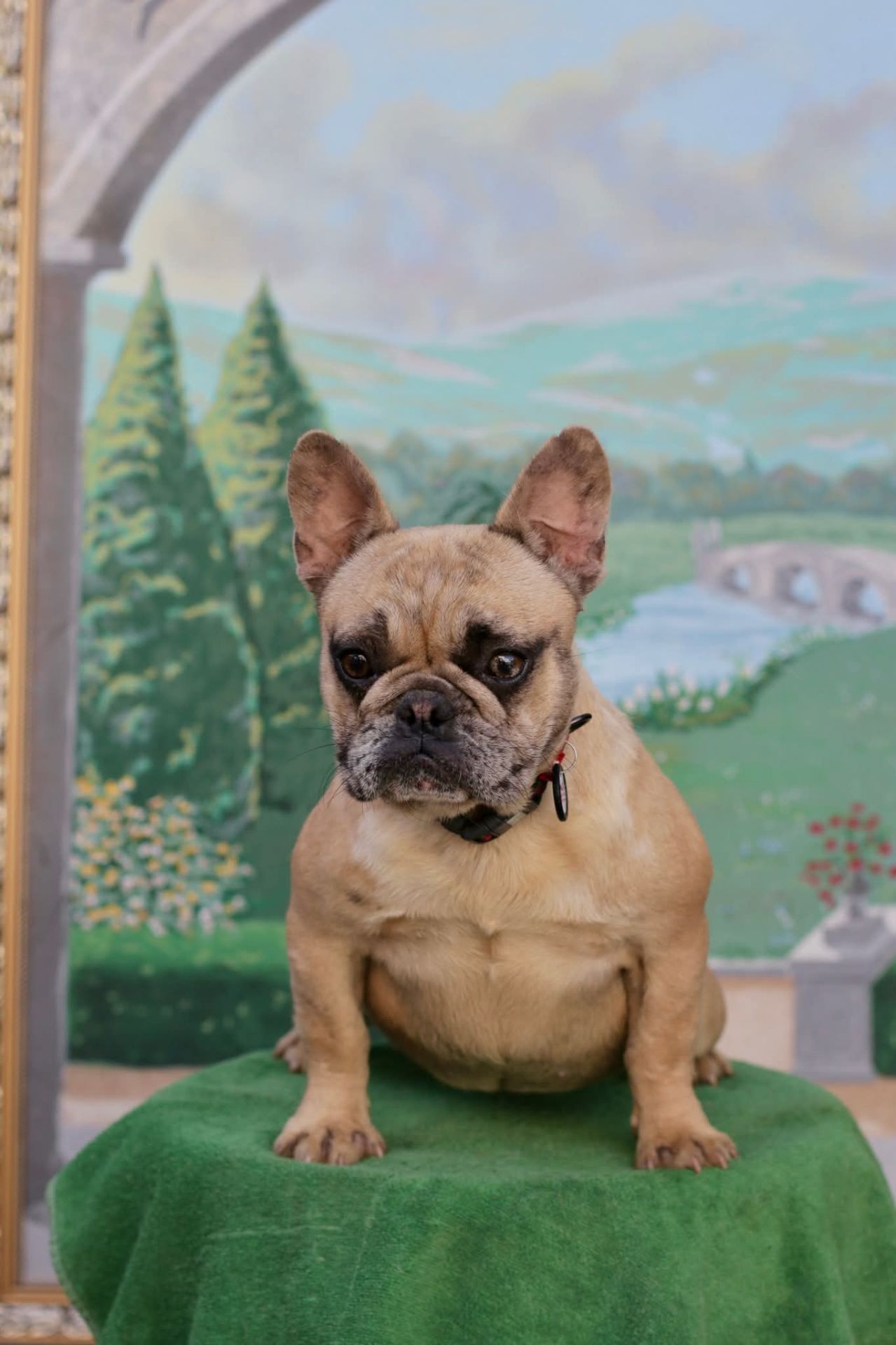 Дівчинка французького бульдога