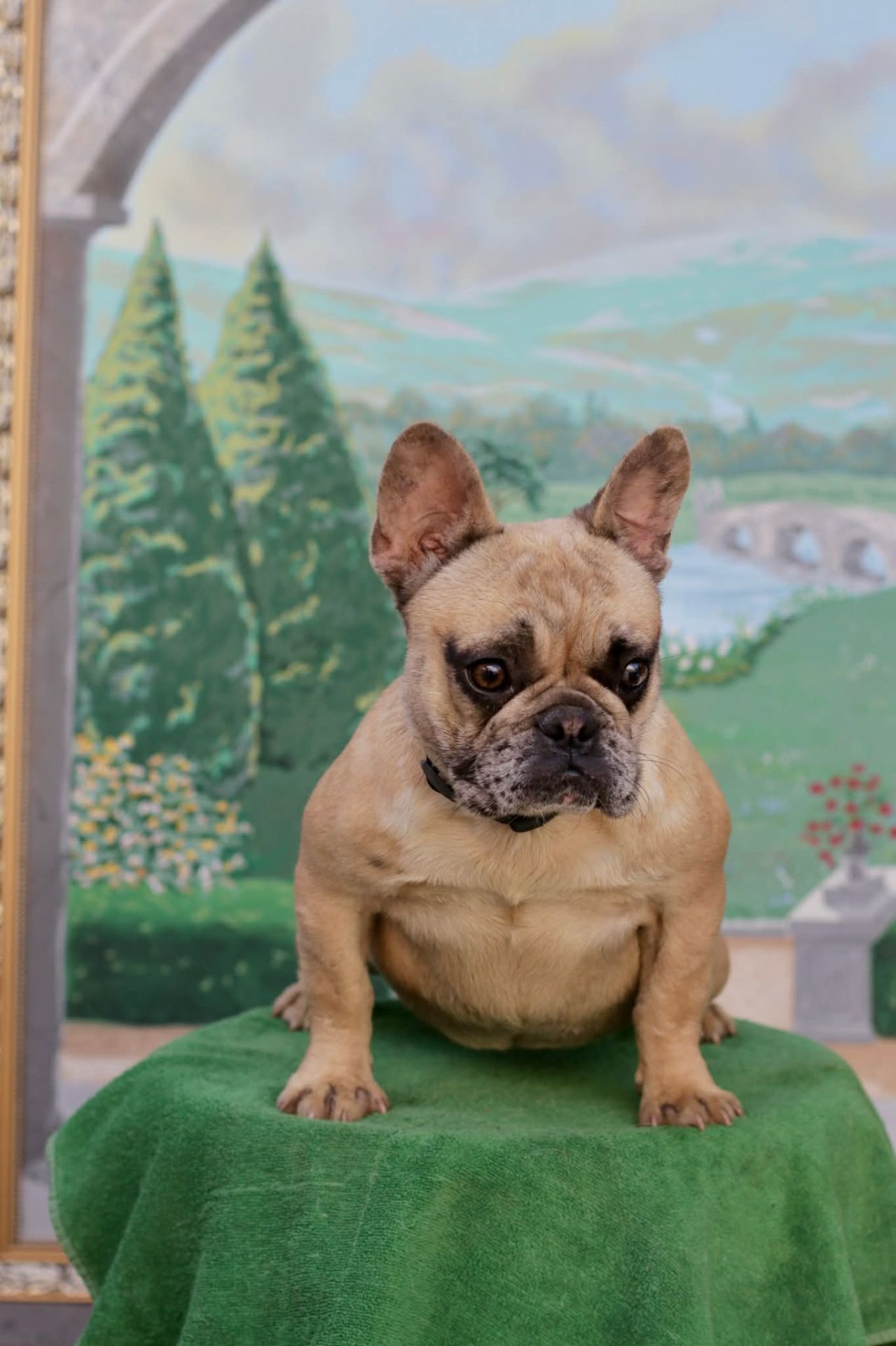 Дівчинка французького бульдога