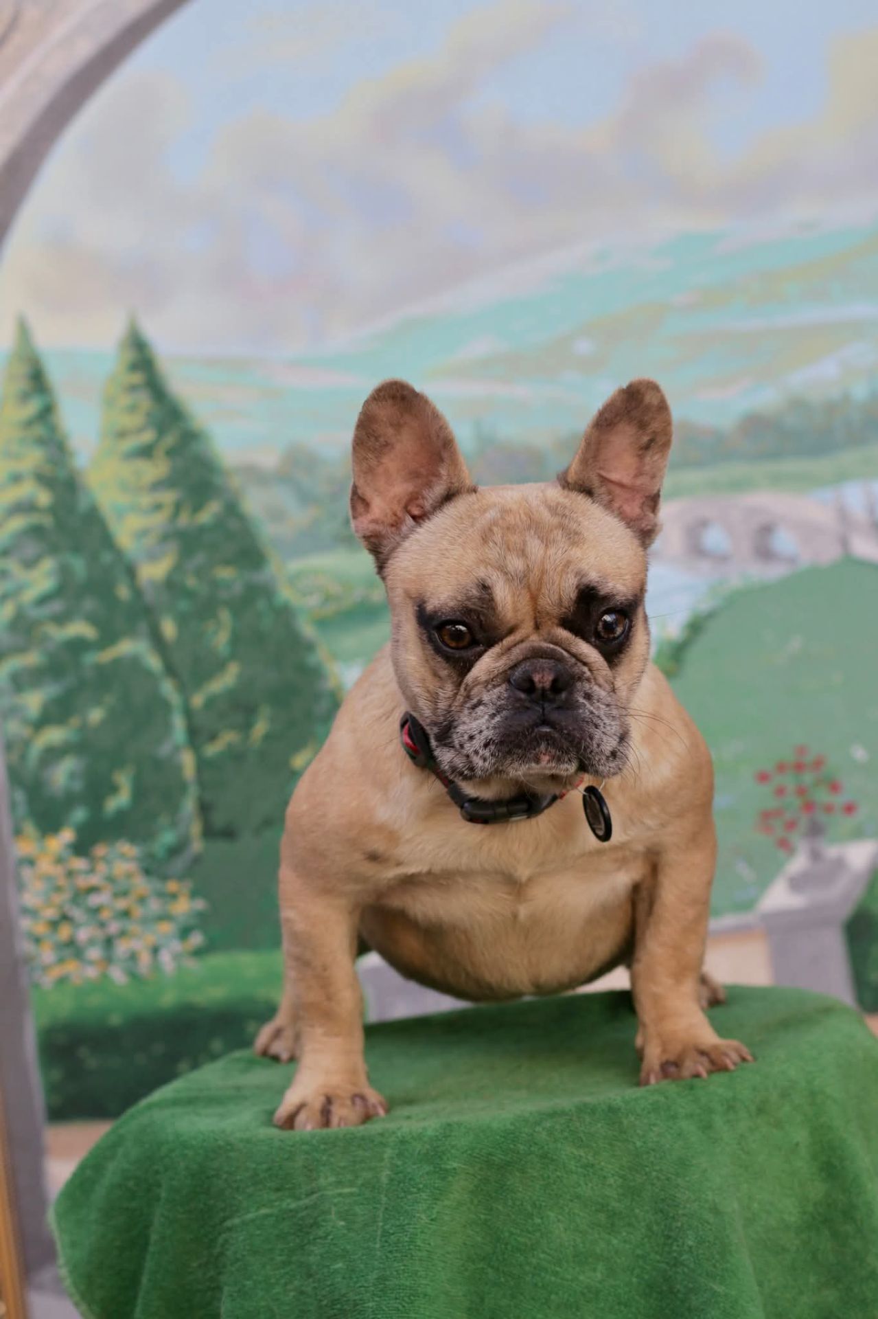 Дівчинка французького бульдога