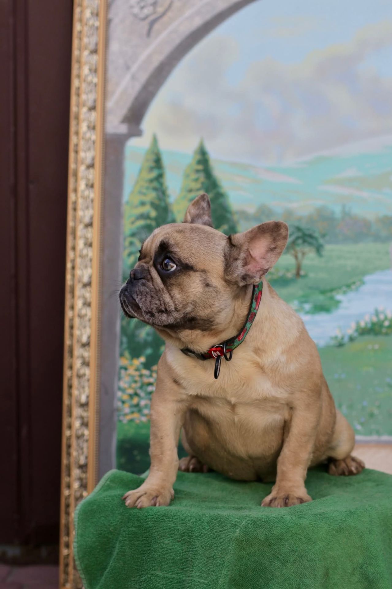 Дівчинка французького бульдога