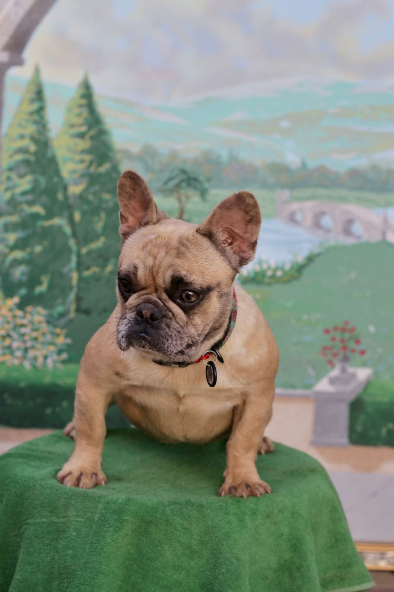 Дівчинка французького бульдога