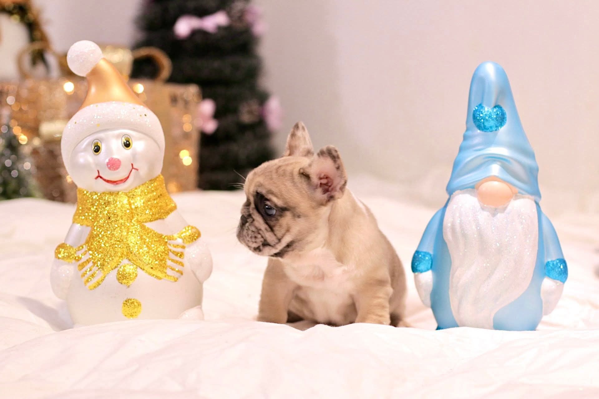 Дівчинка французького бульдога