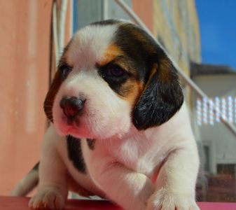 Біглі від батьків чемпіонів. Документи київського клубу, чіповані