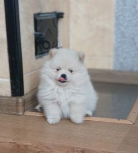 Померанський шпіц, чарівний хлопчик