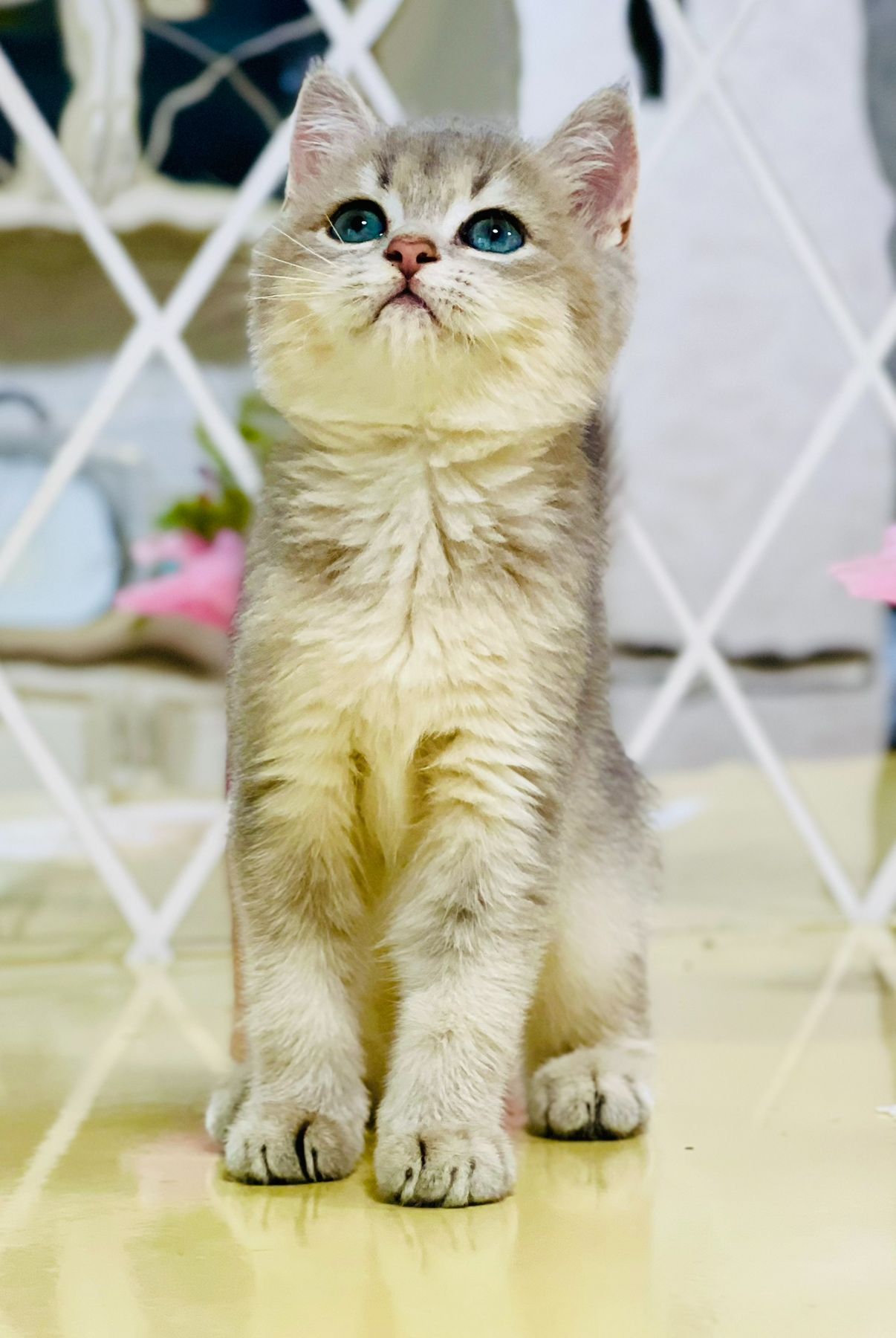 Золота шиншилла