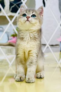 Золота шиншилла
