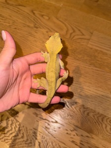 Війковий гекон-бананоїд (англ. Crested gecko), ящірка