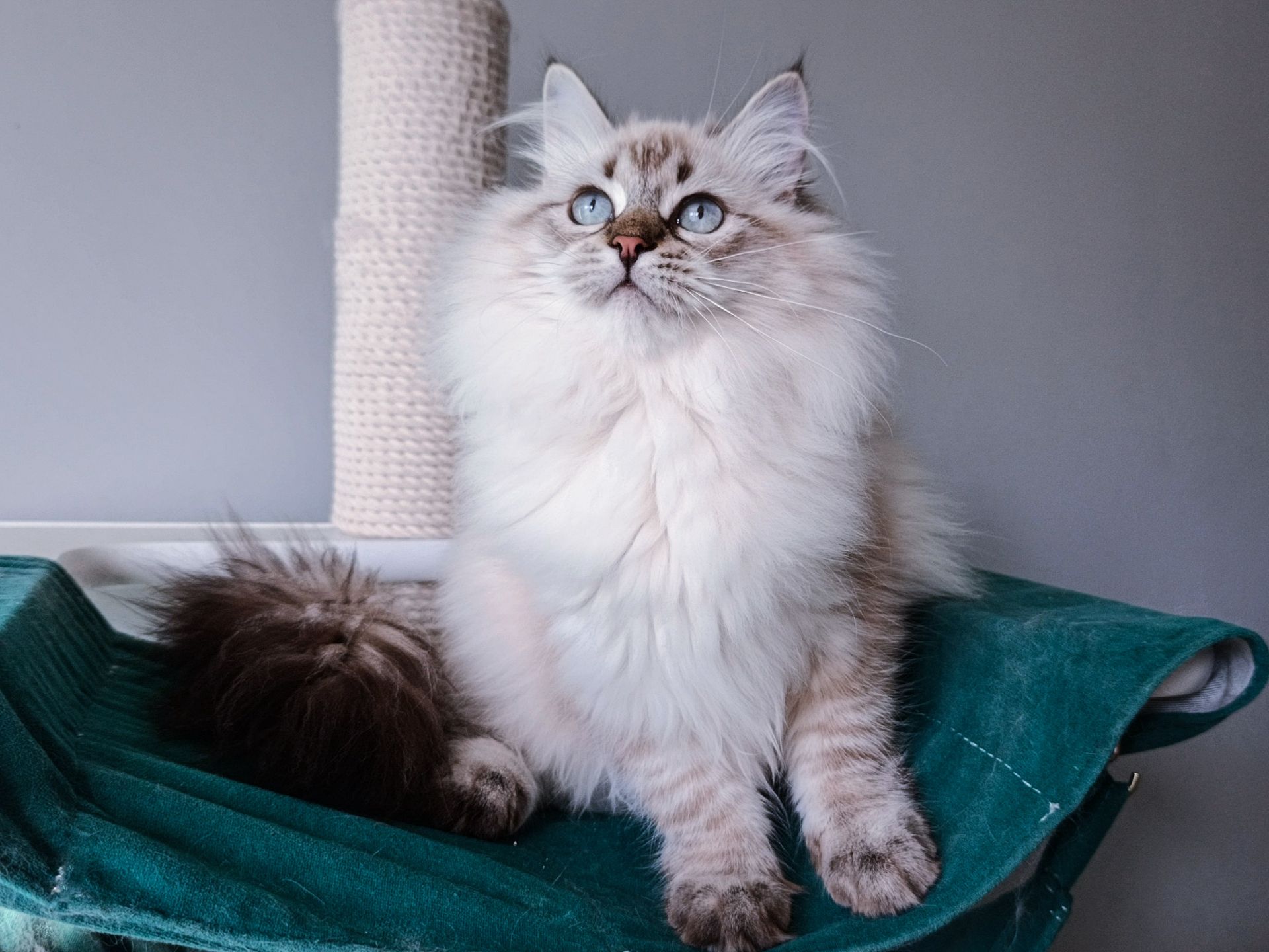 Шикарна клубна невська маскарадна дівчинка Xena